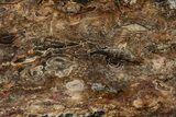 Cretaceous Petrified Tree Fern (Tempskya) Slab - North Carolina #252009-1